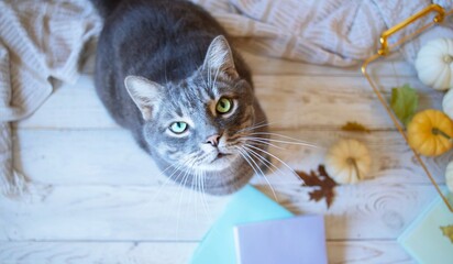 Gray tabby cat with green eyes surrounded by autumn decor. Cat in cozy autumn interior, top view.