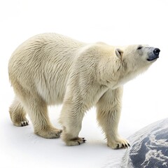 polar bear on the ice