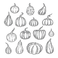 Pumpkins Line Art Illustration, Outline Pumpkin arrangement Hand Drawn Illustration