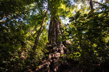 Tree in coastal California forest