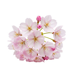 Delicate pink cherry blossom flowers isolated on transparent background