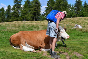 Ein Mann trifft auf eine Kuh beim wandern in Südtirol 