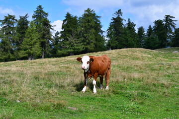 Eine Kuh auf der Weide am Jenesier Jöchl in Südtirol 
