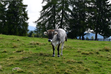 Eine Kuh auf der Weide am Jenesier Jöchl in Südtirol 