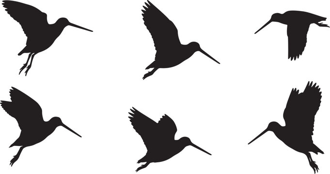 Set of different black silhouettes of a snipe bird flying in various poses and positions, showing wings up and down
