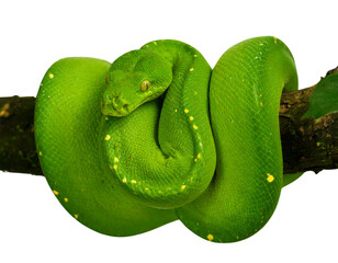 Naklejka premium Side-Angle View of Emerald Tree Boa Slithering, Natural Pose, Isolated PNG