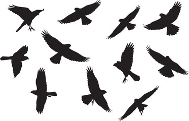 Naklejka premium Set of flying bird silhouettes, including hawks and falcons, in different flight positions, ideal for nature, wildlife, and graphic design projects