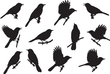 Obraz premium Variety of beautiful silhouette vector songbirds in different poses, including flying, perching, and singing, against a white background for design projects
