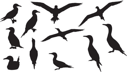 Obraz premium A collection of various cormorant bird silhouettes in different positions, including flying, standing, and swimming, perfect for wildlife and nature themes