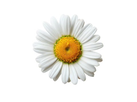 White daisy with yellow center on black background green flower, Isolated, Png Transparent Background