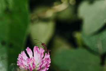 Ant on a flower