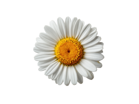 White daisy with yellow center isolated on black flower petals, Isolated, Png Transparent Background