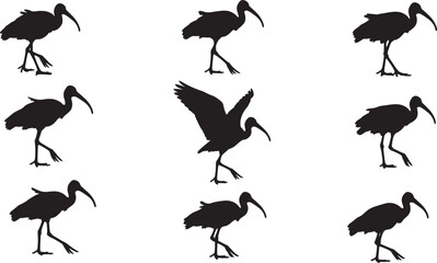 Multiple ibis bird silhouettes in various poses and stages of motion, including walking, standing, and taking flight, captured as a vector illustration