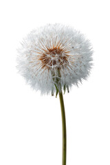 Close-up of a dandelion seed head.  White fluffy seed ball atop a slender, light-brown stem.  Distinct brown center disc.  Isolated against a black background