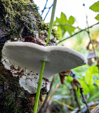 Pflanzenst&auml;ngel durchbricht Flache Lackporling Malerpilz, Ganoderma applanatum, Syn.: Ganoderma lipsiense,
Plant stem breaks through flat lacquer polypore painter's fungus, Ganoderma applanatum, Syn.