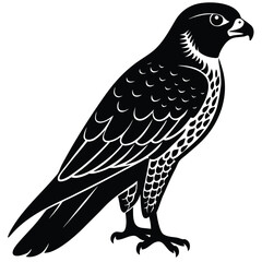 Fototapeta premium Black and White Illustration of a Peregrine Falcon Standing Tall with Detailed Feathers
