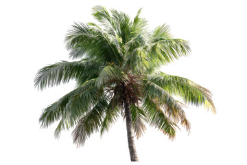 Fototapeta premium Tropical palm tree, vibrant green fronds