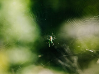 Detailed photography of an orchard spider resting in its intricate web