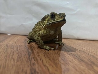 frog sitting on the ground