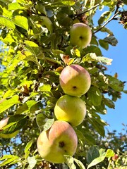 apples on tree