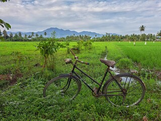 Fototapeta premium bicycle in the field