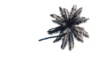 Overhead view of a palm tree, light gray fronds, dark trunk, against black background
