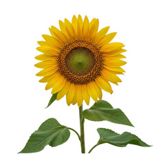 Obraz premium Bright yellow sunflower with green leaves isolated on transparent background