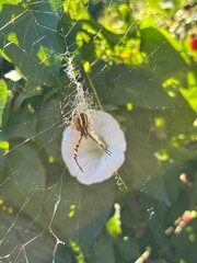 spider on the web