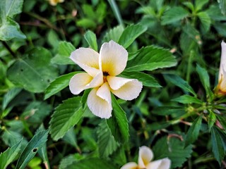 yellow flower in the garden, Turners Flower, Holly Rose Flower