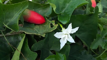 Kemarungan or Timun padang (Coccinia grandis) fruit growing in the garden. Also known as scarlet gourd, ivy gourd, buah kowai.