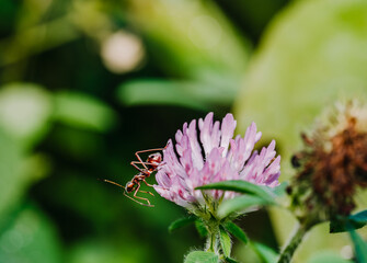 close up of an aunt on a pink flower