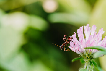 Aunt on a flower