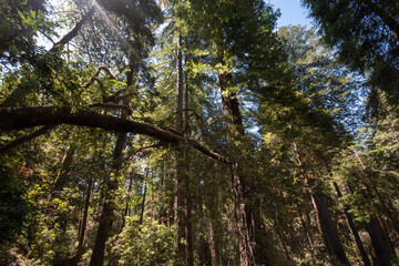 redwood forest with sunlight streaming through