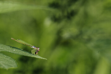 Close-up of a dragonfly in action, capturing the predator-prey interaction in nature. Detailed macro photography highlights the dragonfly's wings, eyes, and hunting behavior in it's natural habitat.
