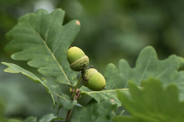 Close-up of two immature, green acorns growing on an oak tree branch. One acorn is slightly higher than the other. They are surrounded by green oak leaves with a characteristic carved shape.