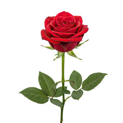 Fototapeta premium Beautiful Red Rose Bloom Isolated On White Background