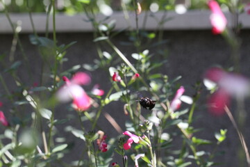 Carpenter bee Wood bee Large carpenter bee Blue carpenter bee Xylocopa violacea on white flower with pollen
