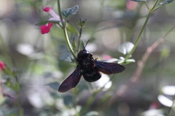 Carpenter bee Wood bee Large carpenter bee Blue carpenter bee Xylocopa violacea on white flower with pollen
