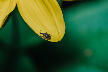 close up of beetle insect on yellow flower 