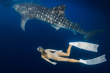 Free diver woman swimming with giant whale shark in deep blue ocean, harmony of human and marine...
