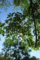 Plante