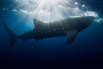 Whale shark swimming under sun rays in tropical blue sea