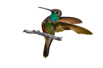 Rivoli's hummingbird (Eugenes fulgens), Perched, and Taking Off, Over a Transparent Isolated PNG Background