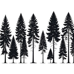 Obraz premium Silhouette of various pine trees