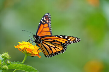 Fototapeta premium A Monarch Butterfly Perched Delicately on a Cluster of Yellow Flowers, Capturing the Essence of Summer and the Interconnectedness of Pollinators and Floral Ecosystems