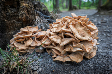 Wild Mushrooms on a Forest Path on a Sunny Day