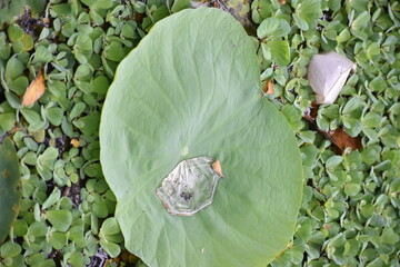 A vibrant green lotus leaf reveals its intricate pattern on the water's surface. Glistening water...