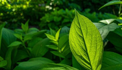 Fototapeta premium Detailed Close-up of a Vibrant Green Leaf in Sunlight