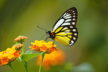 Fototapeta premium A Striking Jezebel Butterfly Resting on a Cluster of Lantana Flowers, Showcasing the Intricate Patterns and Colors of Nature in a Tropical Garden