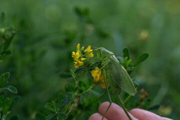 A close-up of a green grasshopper hiding among leaves and yellow flowers. Due to its coloring, it almost blends in with the surrounding vegetation.